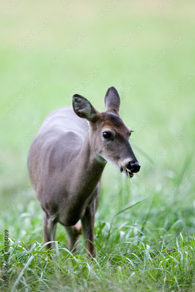 curious doe curious doe