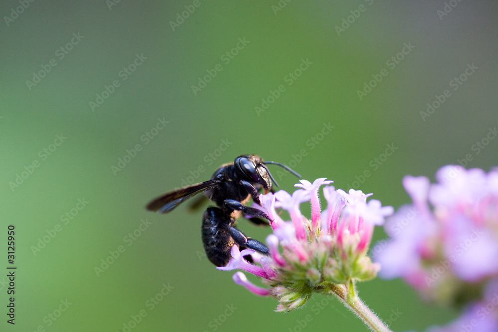 carpenter bee