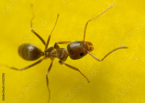 ant on a yellow flower © Ariel Bravy