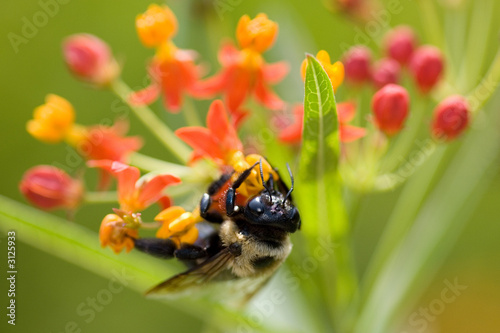 bumble bee and flowers