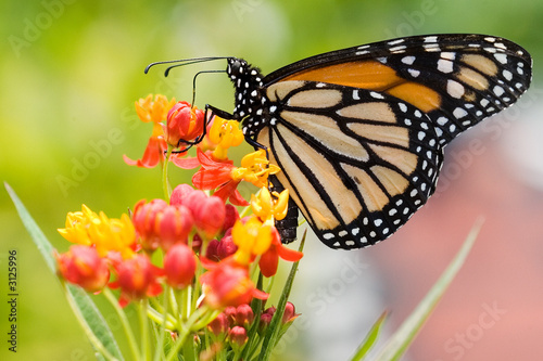 monarch butterfly feeding #3125996
