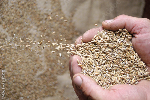 wheat seeds