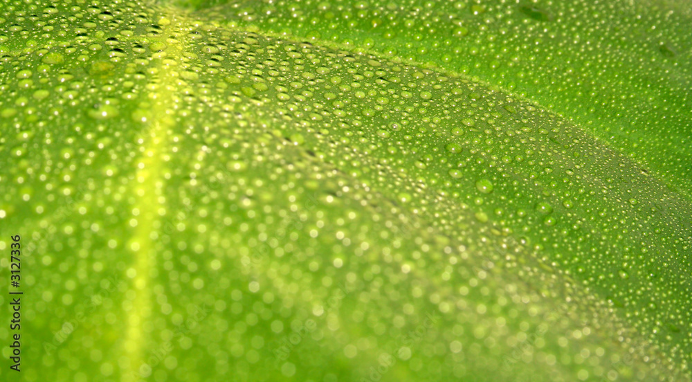 wassertropfen wassertropfen