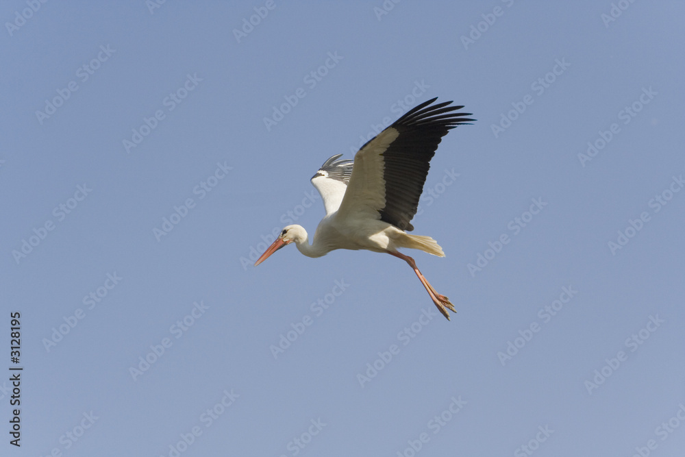 Obraz premium oiseaux 156