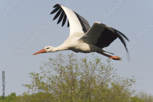Cigogne en vol.
