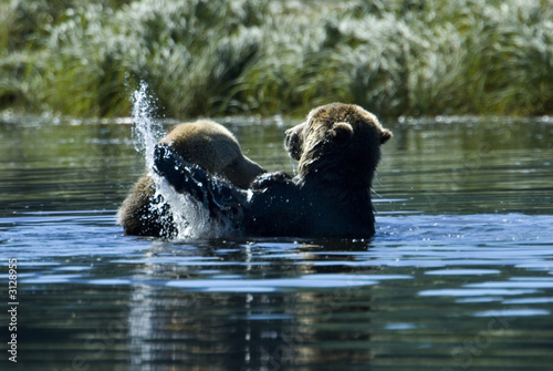 in the water playing grizzlies