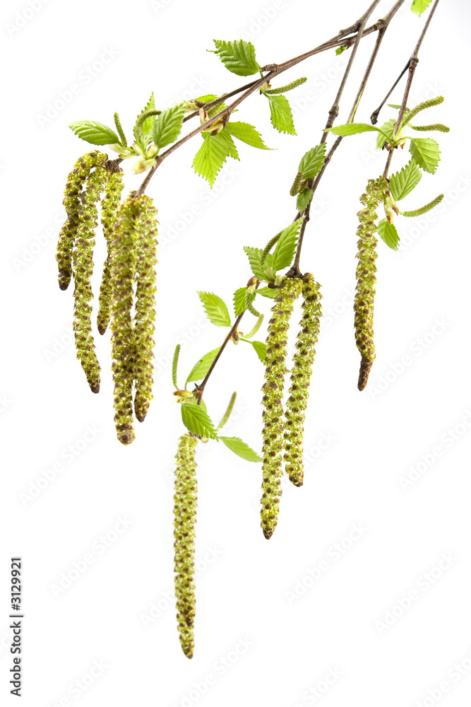 birch spring foliage