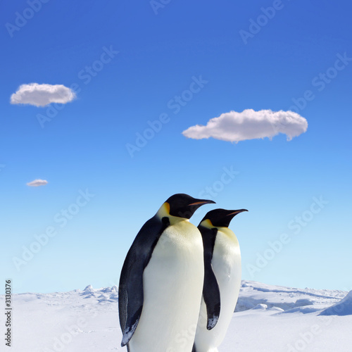 penguins