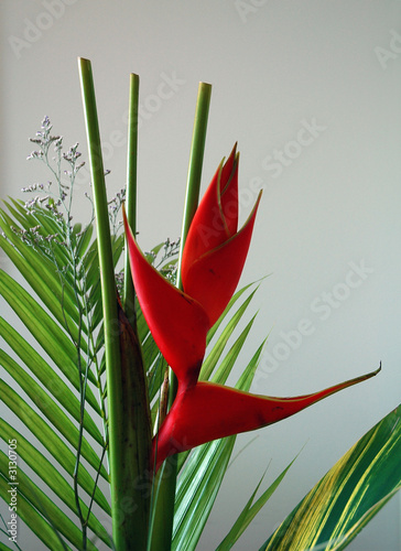 héliconia