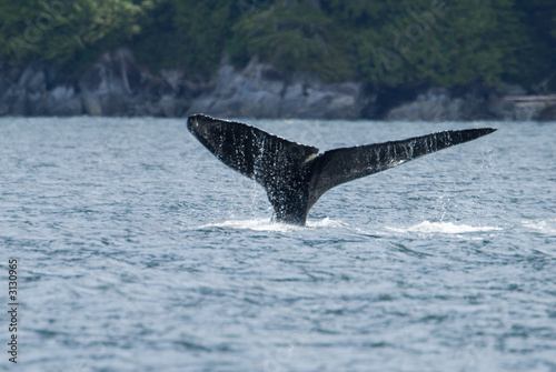 humpback whale tail