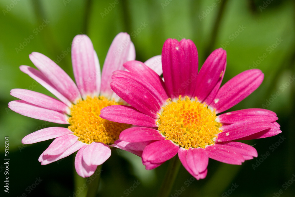 pair of welcoming daisies