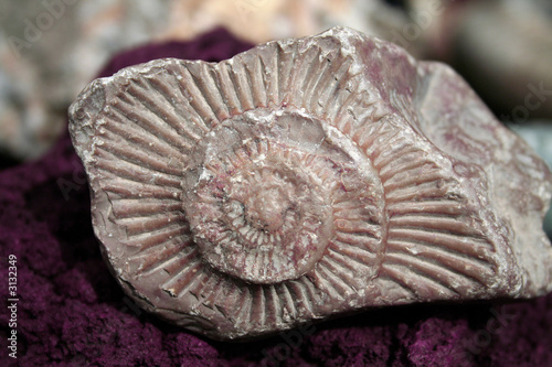 fossile ammonite