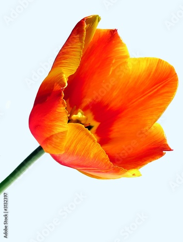 yellow-orange coloured tulip