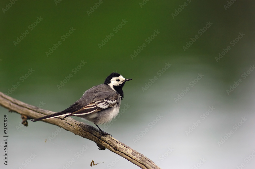 Obraz premium wagtail bird