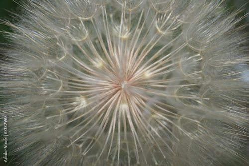 white dandelion