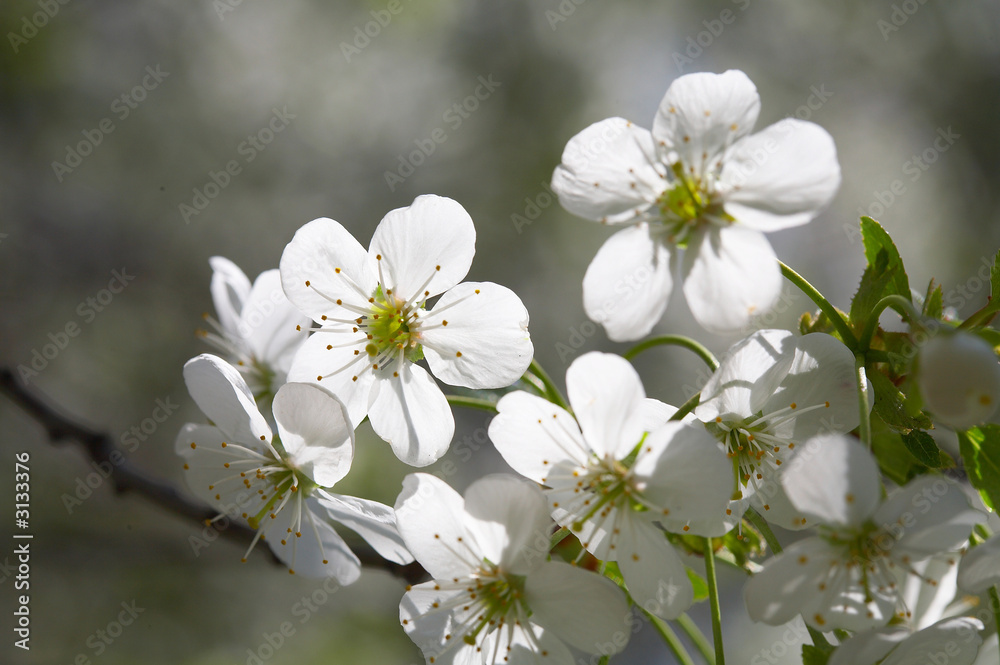 blossomed tree blossomed tree