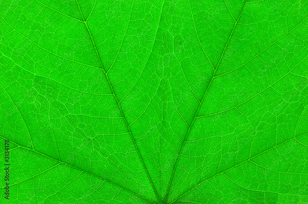 green leaf macro green leaf macro