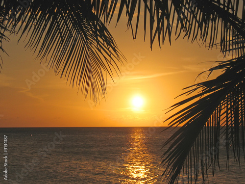 sunset through the palm trees over the caraibe sea, roatan islan photo