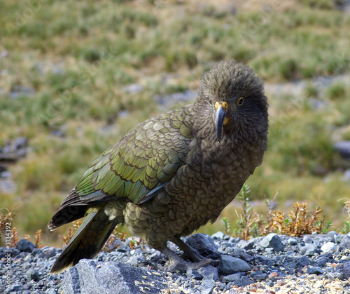 kea (nestor notabilis) photo