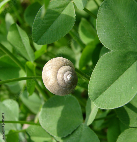 sleep snail