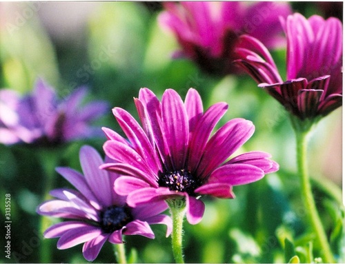 pink and purple