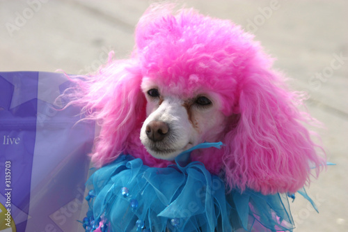 pink poodle
