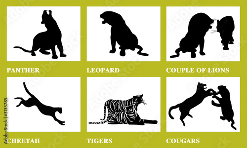 Photography Wild cats