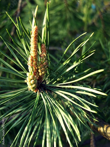 pine-tree leaf-buds