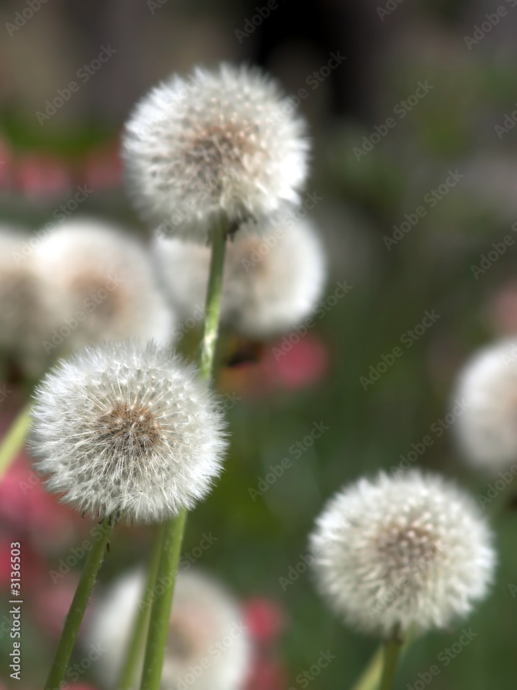 löwenzahn blume löwenzahn blume