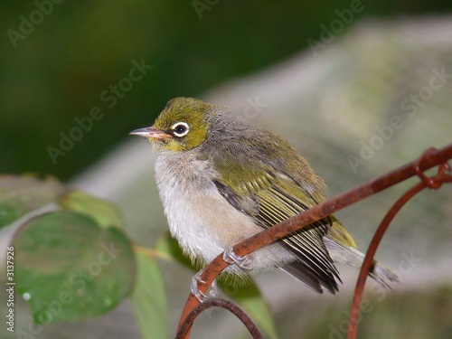silvereye chick