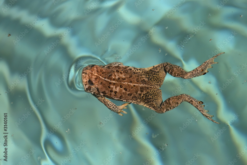 Fototapeta premium swimming frog