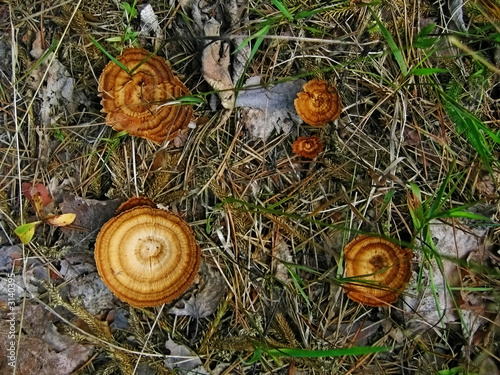 lacy mushrooms