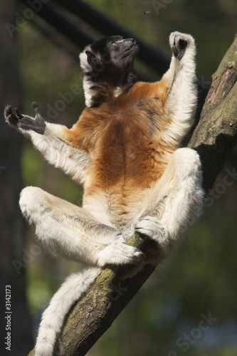 sifaka sunbathing