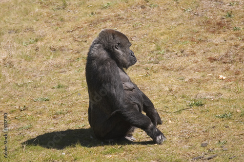 gorilla upright