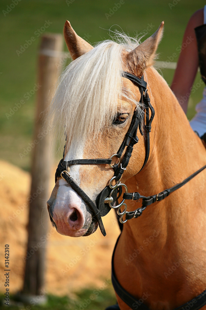 Obraz premium cheval