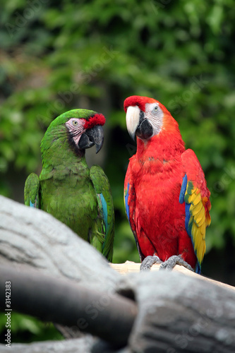 pappagalli © Aledify