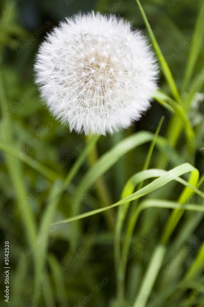 Fleur sauvage Fleur sauvage