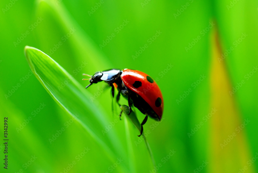 Fototapeta premium ladybug