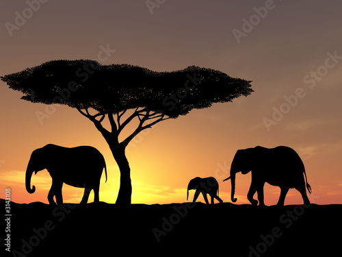 family of elephant © TebNad