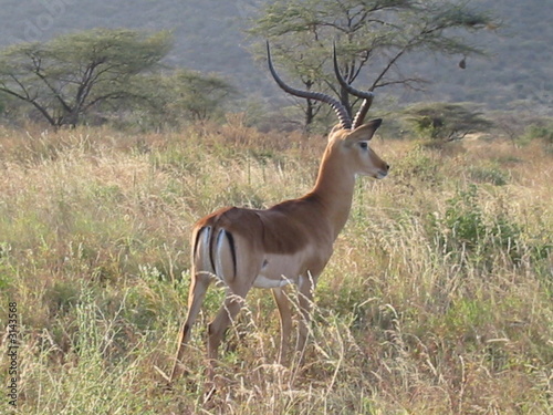 thomson s gazelle