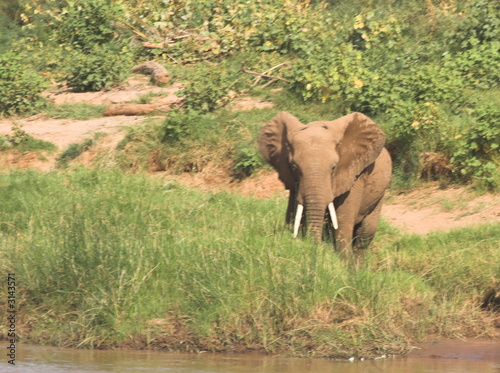 elephant on river bank