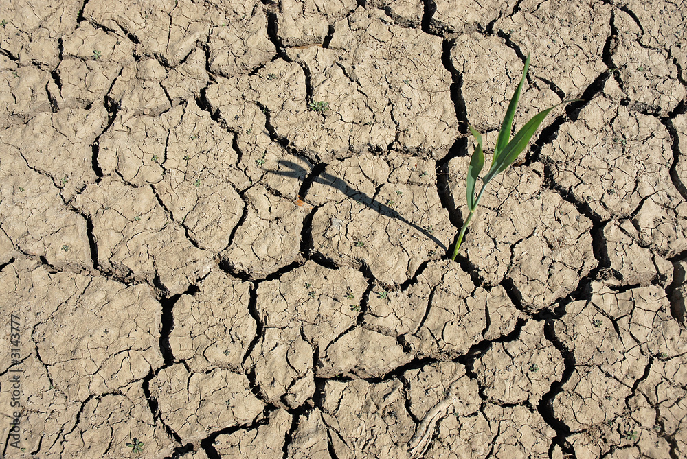 Fototapeta premium dürre