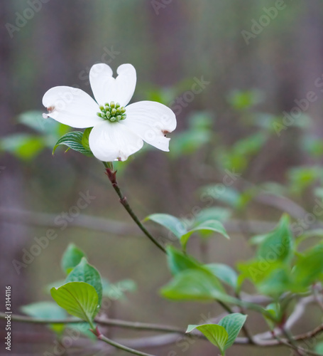 dogwoods