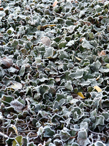 frozen ivy leaves photo