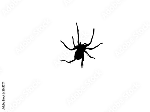 black spider