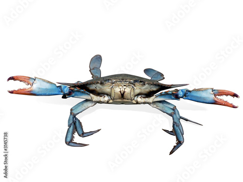 crab - blue crabs in fight pose