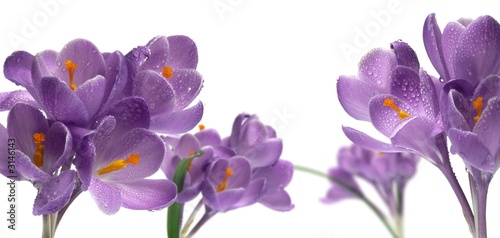 bouquet de fleurs violettes crocus photo