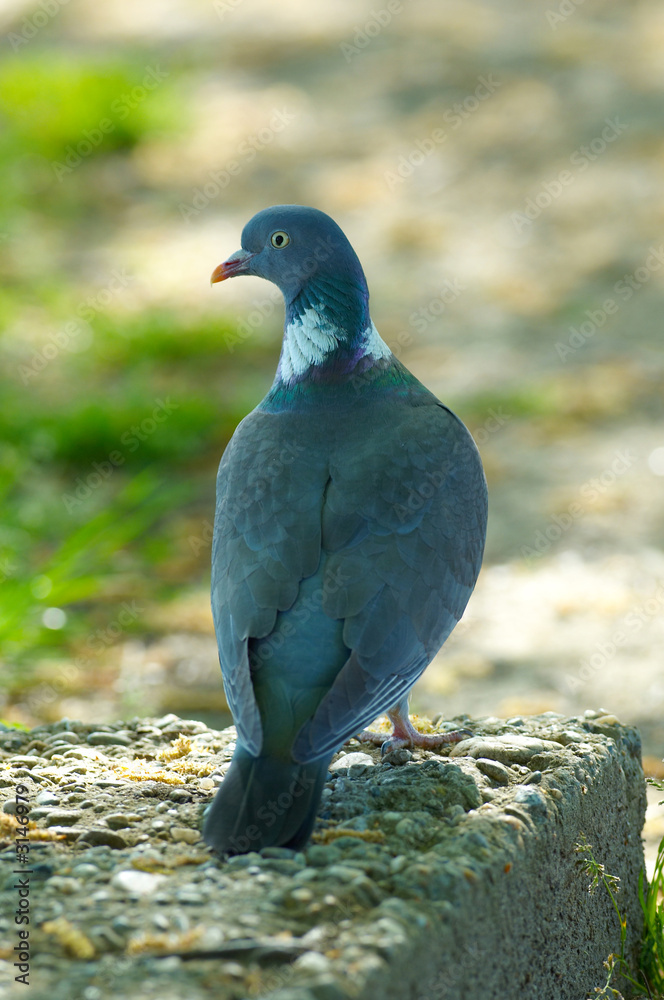 Fototapeta premium wild pigeon