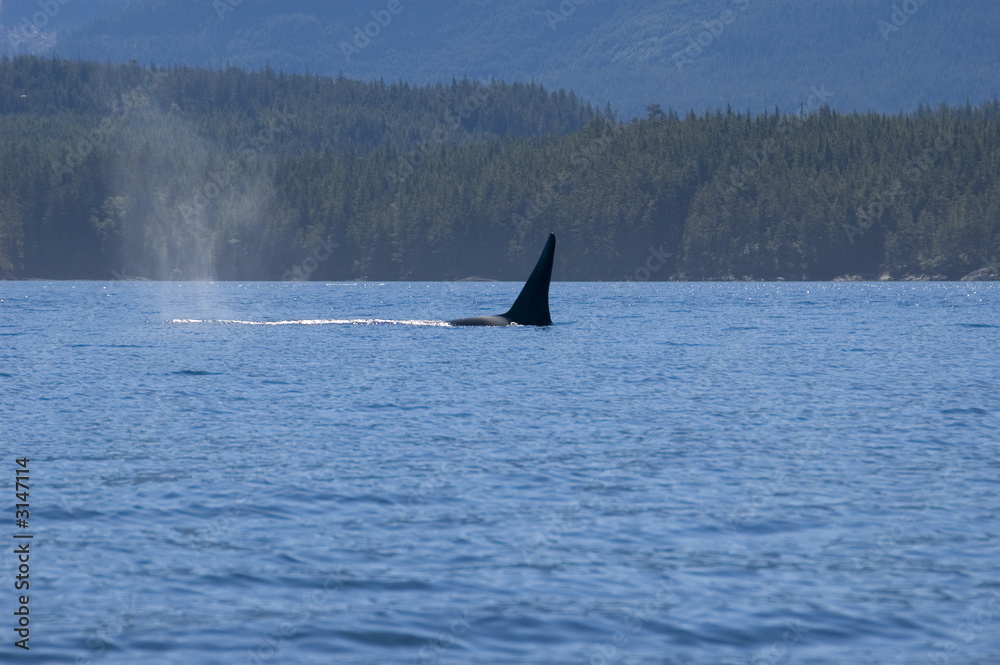 Fototapeta premium male orca