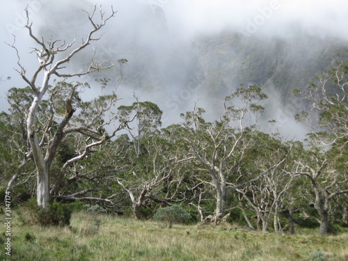 plaine des tamarins